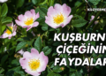 Kuşburnu Çiçeği Faydaları