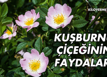 Kuşburnu Çiçeği Faydaları