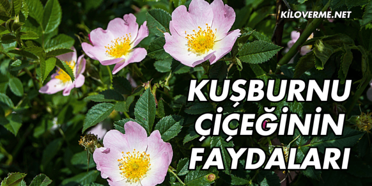 Kuşburnu Çiçeği Faydaları