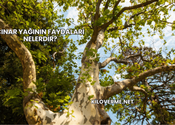 Çınar Yağının Faydaları Nelerdir?