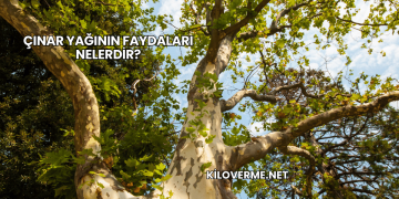 Çınar Yağının Faydaları Nelerdir?