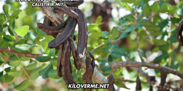 Keçiboynuzu Bağırsakları Çalıştırır mı?