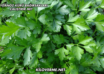Maydanoz Kürü Bağırsakları Çalıştırır mı?