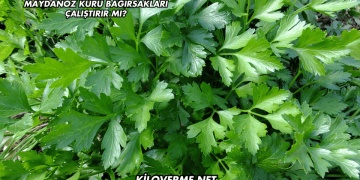 Maydanoz Kürü Bağırsakları Çalıştırır mı?