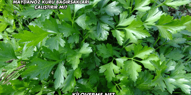 Maydanoz Kürü Bağırsakları Çalıştırır mı?