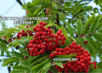 Üvez Yaprağı Faydaları Nelerdir?
