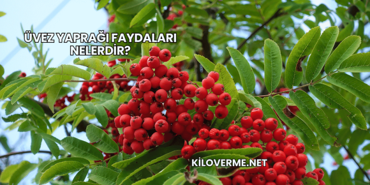 Üvez Yaprağı Faydaları Nelerdir?