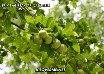 Yeşil Erik Bağırsakları Çalıştırır mı