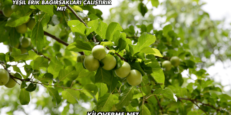 Yeşil Erik Bağırsakları Çalıştırır mı