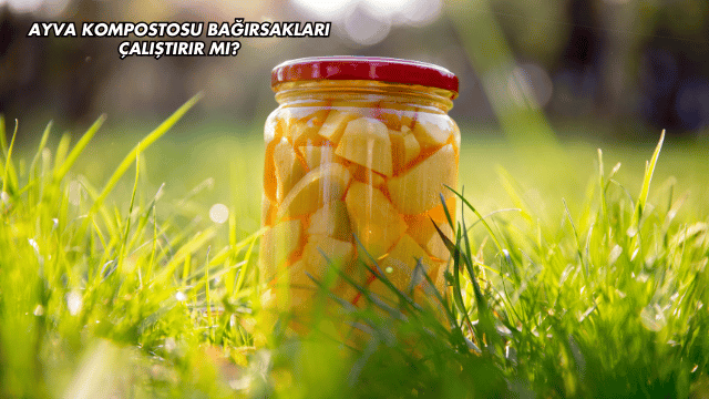 Ayva Kompostosu Bağırsakları Çalıştırır mı?