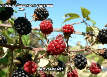 Dut Kurusu Bağırsakları Çalıştırır mı?