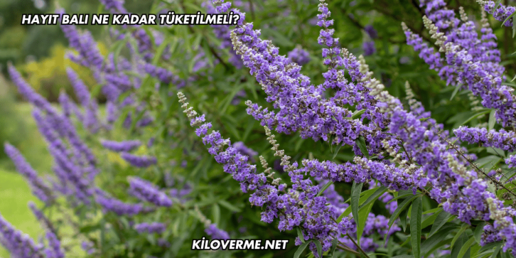 Hayıt Balı Ne Kadar Tüketilmeli?
