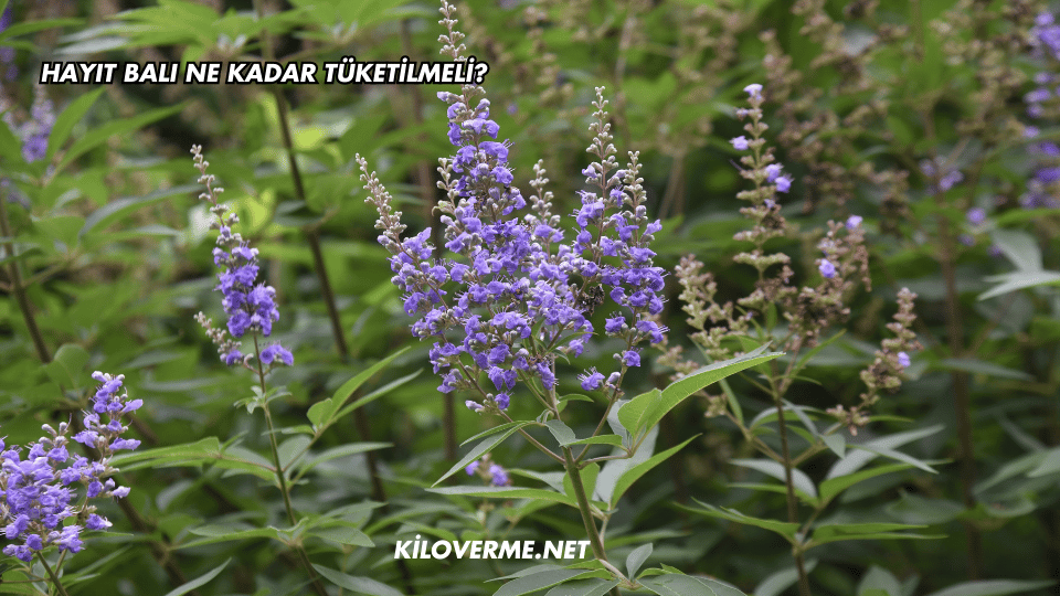 Hayıt Balı Ne Kadar Tüketilmeli?
