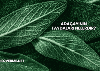 Adaçayının Faydaları Nelerdir?