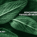 Adaçayının Faydaları Nelerdir?