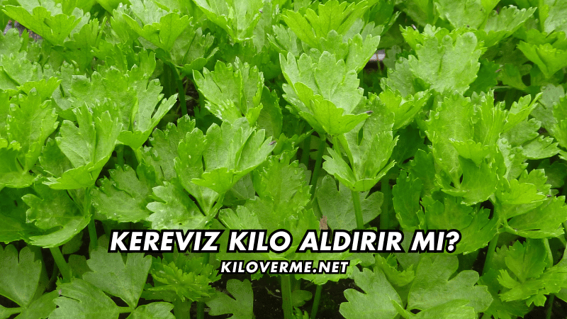 Kereviz Kilo Aldırır mı