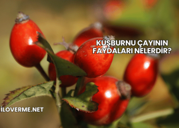 Kuşburnu Çayının Faydaları Nelerdir?