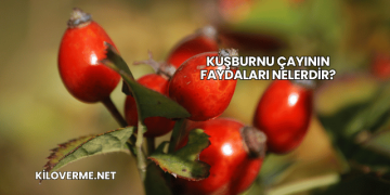 Kuşburnu Çayının Faydaları Nelerdir?
