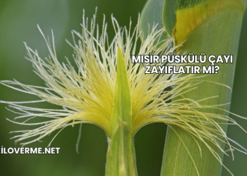 Mısır Püskülü Çayı Zayıflatır mı?