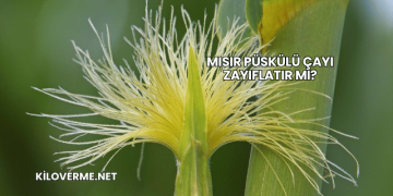 Mısır Püskülü Çayı Zayıflatır mı?