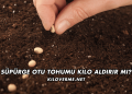 Süpürge Otu Tohumu Kilo Aldırır mı