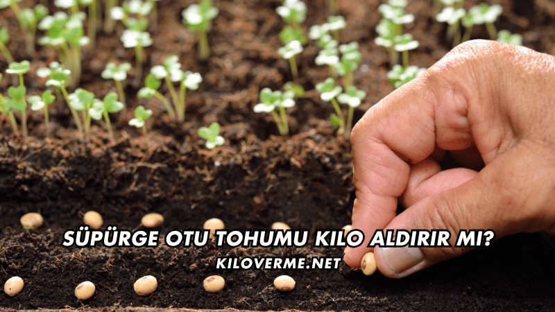 Süpürge Otu Tohumu Kilo Aldırır mı
