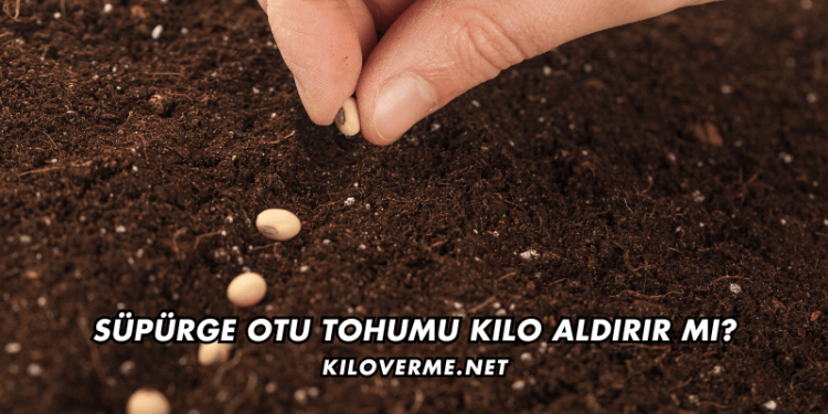 Süpürge Otu Tohumu Kilo Aldırır mı