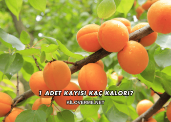 1 Adet Kayısı Kaç Kalori?