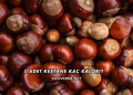1 Adet Kestane Kaç Kalori?