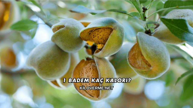 1 Badem Kaç Kalori?