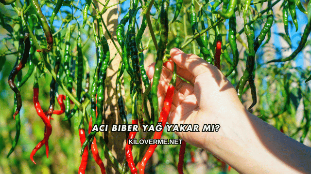 Acı Biber Yağ Yakar mı?