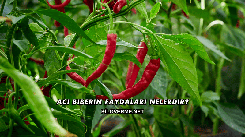 Acı Biberin Faydaları Nelerdir?