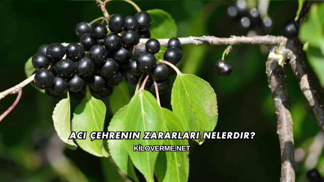 Acı Çehrenin Zararları Nelerdir?