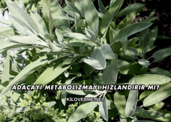 Adaçayı Metabolizmayı Hızlandırır mı?