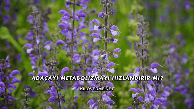 Adaçayı Metabolizmayı Hızlandırır mı?