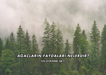 Ağaçların Faydaları Nelerdir?
