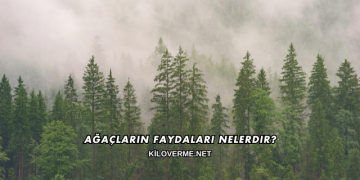 Ağaçların Faydaları Nelerdir?