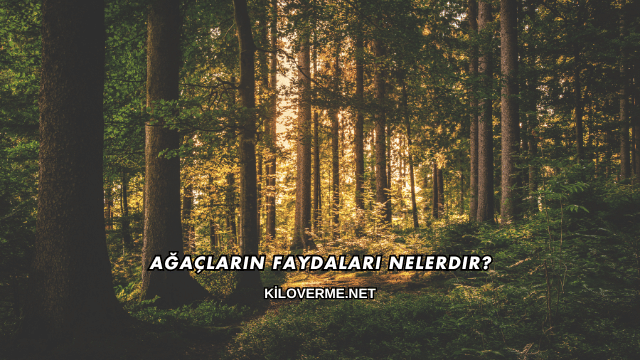 Ağaçların Faydaları Nelerdir?