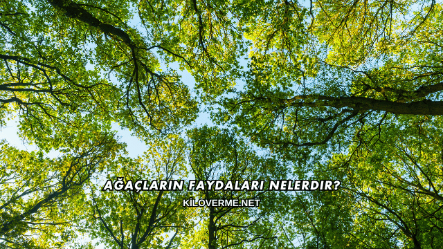 Ağaçların Faydaları Nelerdir?