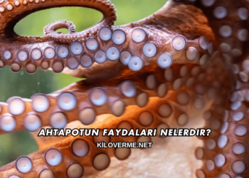 Ahtapotun Faydaları Nelerdir?