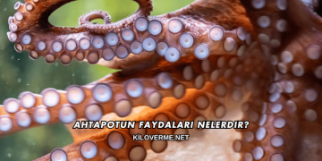 Ahtapotun Faydaları Nelerdir?
