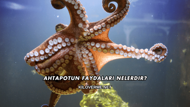 Ahtapotun Faydaları Nelerdir?