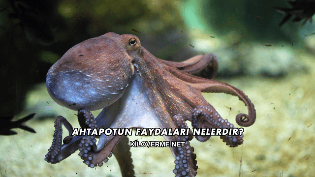 Ahtapotun Faydaları Nelerdir?