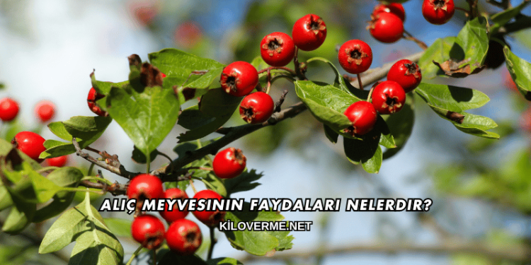 Alıç Meyvesinin Faydaları Nelerdir?