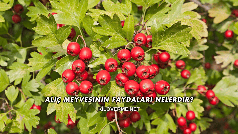 Alıç Meyvesinin Faydaları Nelerdir?