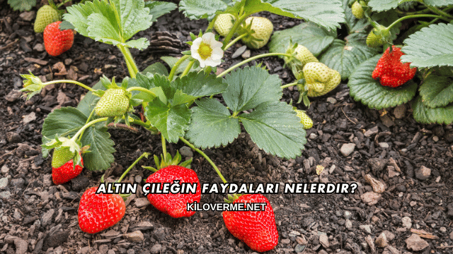 Altın Çileğin Faydaları Nelerdir?