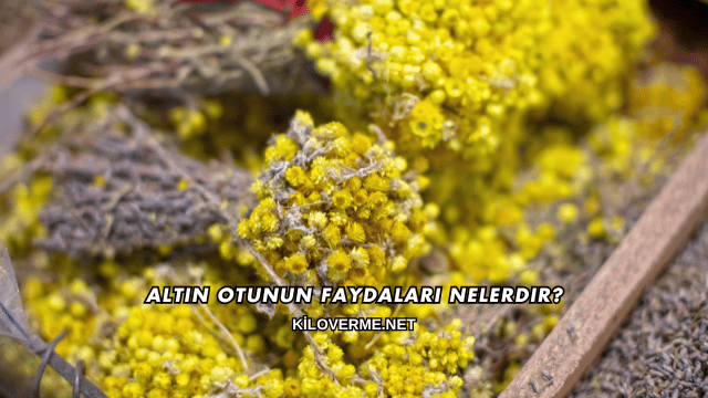 Altın Otunun Faydaları Nelerdir?
