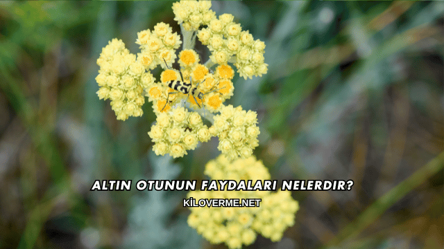 Altın Otunun Faydaları Nelerdir?