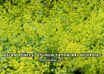 Aslan Pençesi Otunun Faydaları Nelerdir?