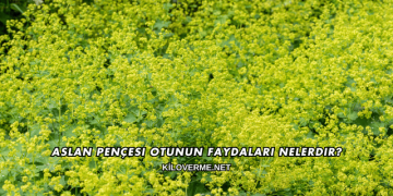 Aslan Pençesi Otunun Faydaları Nelerdir?